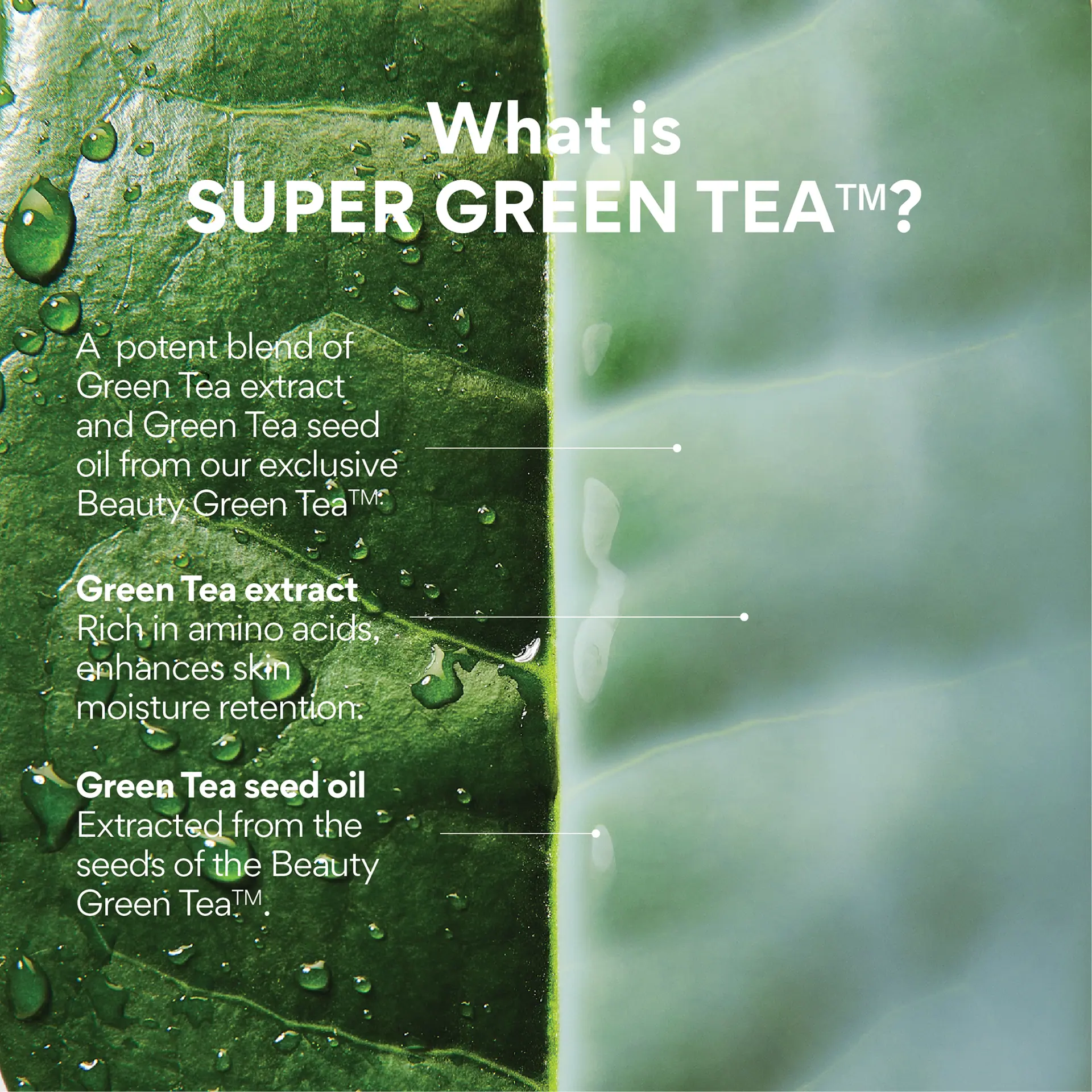 INNISFREE Green Tea Ceramide Milk